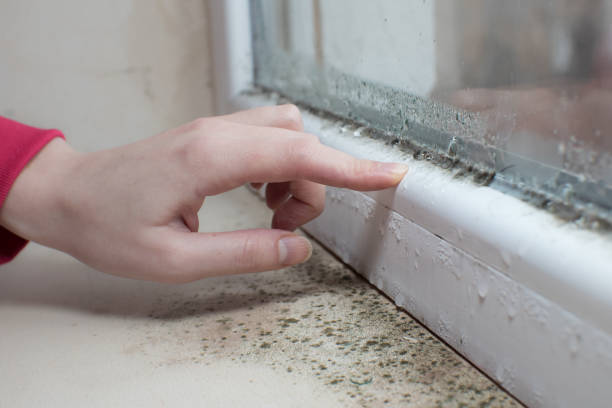 Best Black Mold Removal  in Proctor, MN