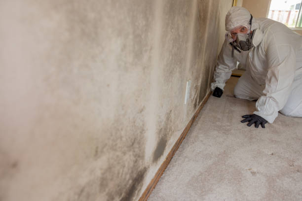 Biohazard Mold Removal in Proctor, MN